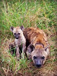 hyena puppy animal africa south spotted and nature stock photo