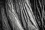 tree bark tribe wood trunk texture rau surface stock photo