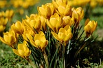 crocus flower wallpaper flowers yellow bloom beautiful blossom stock photo