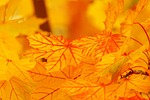 autumn leaves foliage maple colors season fall orange stock photo
