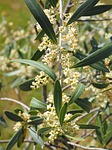 blossoms white elongated olive tree olea europaea real stock photo