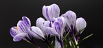 crocus flower wallpaper flowers purple beautiful spring background stock photo