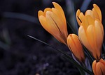 crocus flower spring early bloomer background boo nature stock photo