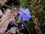 liverflower march flower spring nature forest floor stock photo