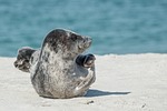 gray seal seals nature animal sea halichoerus grypus stock photo