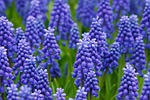 field beautiful flowers grape hyacinth muscari blue bloom stock photo
