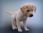 animal dog pet puppy photography young nature labrador stock photo