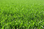 meadow field nature grass landscape grassy grasslands blades stock photo