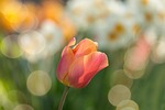 tulip red flower spring free background windows wallpaper stock photo