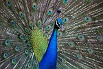 peafowl peacock bird feathers pattern nature design plumage stock photo