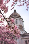 washington state nature capitol building pink flowers spring stock photo