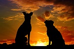 dogs animals sunset silhouette backlighting heaven nature the stock photo