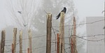 raven nature foggy day bird gray birds stock photo