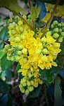 plant mahonie ordinary mahonia shrub stechdorn leaves yellow stock photo