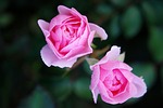flowers buds dew dewdrops droplets roses pink bloom stock photo