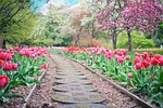 pathway path pink tulips nature spring springtime landscape stock photo