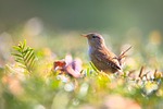 wren bird perched animal feathers plumage beak bill stock photo