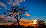 tree silhouette sunset dusk bare landscape nature scenery stock photo