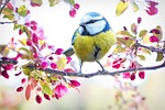 spring bird blue nature branch blossoms pink flowers stock photo