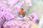 bird flower wallpaper robin spring flowers perched ave stock photo