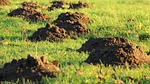molehills mole earth meadow lawn mower stock photo