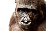 gorilla monkey face head primate mammal wild animal stock photo