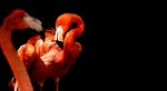 flamingo nature bird multicoloured colorful tierpark hellabrunn stock photo