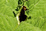 leaf mammoth sheet green herbaceous plant giant rhubarb stock photo