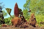 mammoth sheet gunnera manicata leaf young drove blossom stock photo