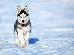 dog animal husky pet friend stock photo