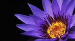 water lily purple flower petals pollen bloom blossom stock photo