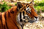 tiger predator fur beautiful dangerous big cat wildlife stock photo