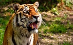 tiger predator fur beautiful dangerous big cat wildlife stock photo