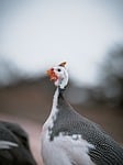 guinea fowl bird nature outdoor wildlife crowned head stock photo
