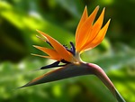 flower bird of paradise garden crane strelitzia reginae stock photo