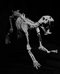 skeleton fossil sabre teeth feline carnivorous stock photo