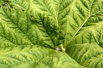 mammoth sheet laptop wallpaper leaf green herbaceous plant stock photo