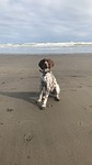 gsp german short haired pointer puppy hunter gun stock photo