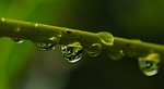 waterdrop drops nature raindrop close up mood water stock photo