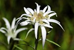 flower edelweiss alpine edelweiß background beautiful flowers white stock photo