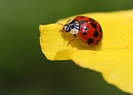 ladybug beetle blossom bloom points insects insect nature stock photo