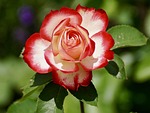 rose bicolored flower wallpaper petals blossom bloom flora stock photo