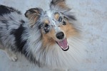 shetland sheepdog dog young nature female domestic animal stock photo