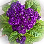 vanilla flower heliotrope potted plant purple flowers dark stock photo