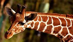 giraffe zoo animal portrait nature tierpark hellabrunn stock photo