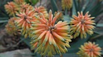 aloe vera blossom bloom inflorescence ornamental plant flora stock photo