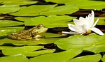 frog flower background pond lily pads lotus waterlily stock photo