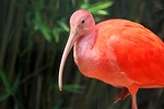 scarlet ibis bird nature wildlife eudocimus ruber stock photo
