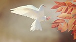 christmas background dove bird flight wings white flying stock photo