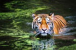 tiger swamp big cat wild jungle water animal stock photo